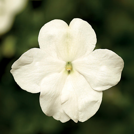 Impatiens Seeds Impatiens XDR Imara White 50 Flower Seeds