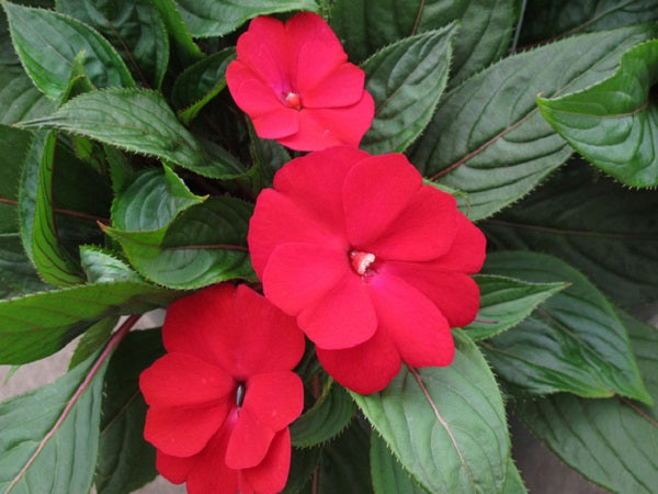 Impatiens Seeds 25 New Guinea Impatiens Seeds Florific Red