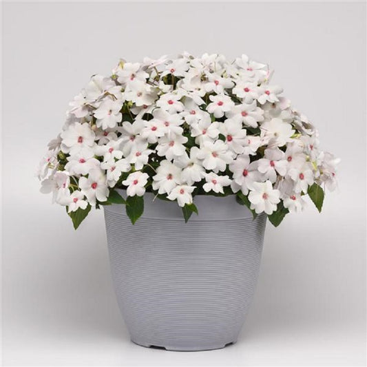 Tom Thumb mpatens Seeds | mpatens Balsamna | Non-gmo | Flower Tom Thumb mpatens Seeds | mpatens Balsamna | Non-gmo | Flower