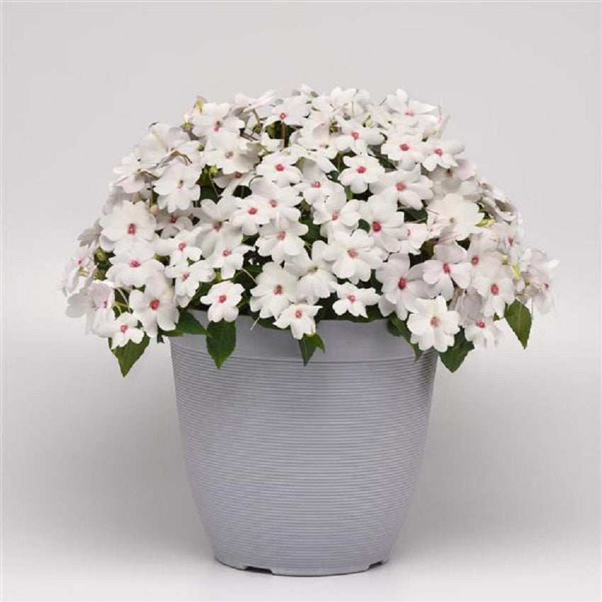 Impatiens Seeds Solarscape White Shimmer 15 Seeds NEW Variety