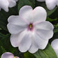 Impatiens Seeds Solarscape White Shimmer 15 Seeds NEW Variety