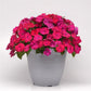 Impatiens Seeds Solarscape Magenta Bliss 15 Seeds NEW Variety