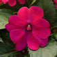 Impatiens Seeds Solarscape Magenta Bliss 15 Seeds NEW Variety