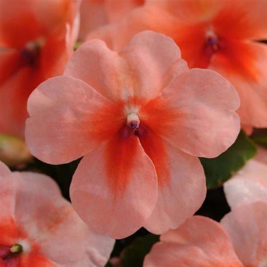 Impatiens Seeds 25 thru 500 Seeds Impatiens Super Elfin Xp Salmon Splash