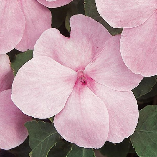 Impatiens Seeds 25 thru 500 Seeds Impatiens Elfin Xp Pink
