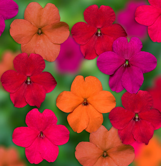 Impatiens Seeds Impatiens XDR Imara Tango Mix 50 Flower Seeds