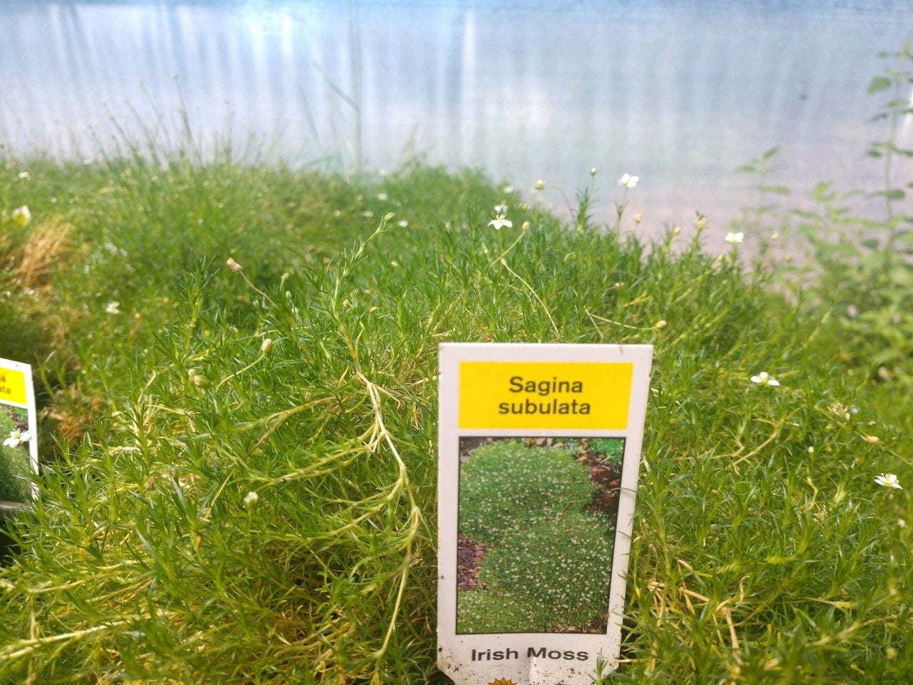 Sagina Seeds 250 thru 10,000 Seeds Ground Cover Seeds Irish Moss Seeds Perennial Seeds