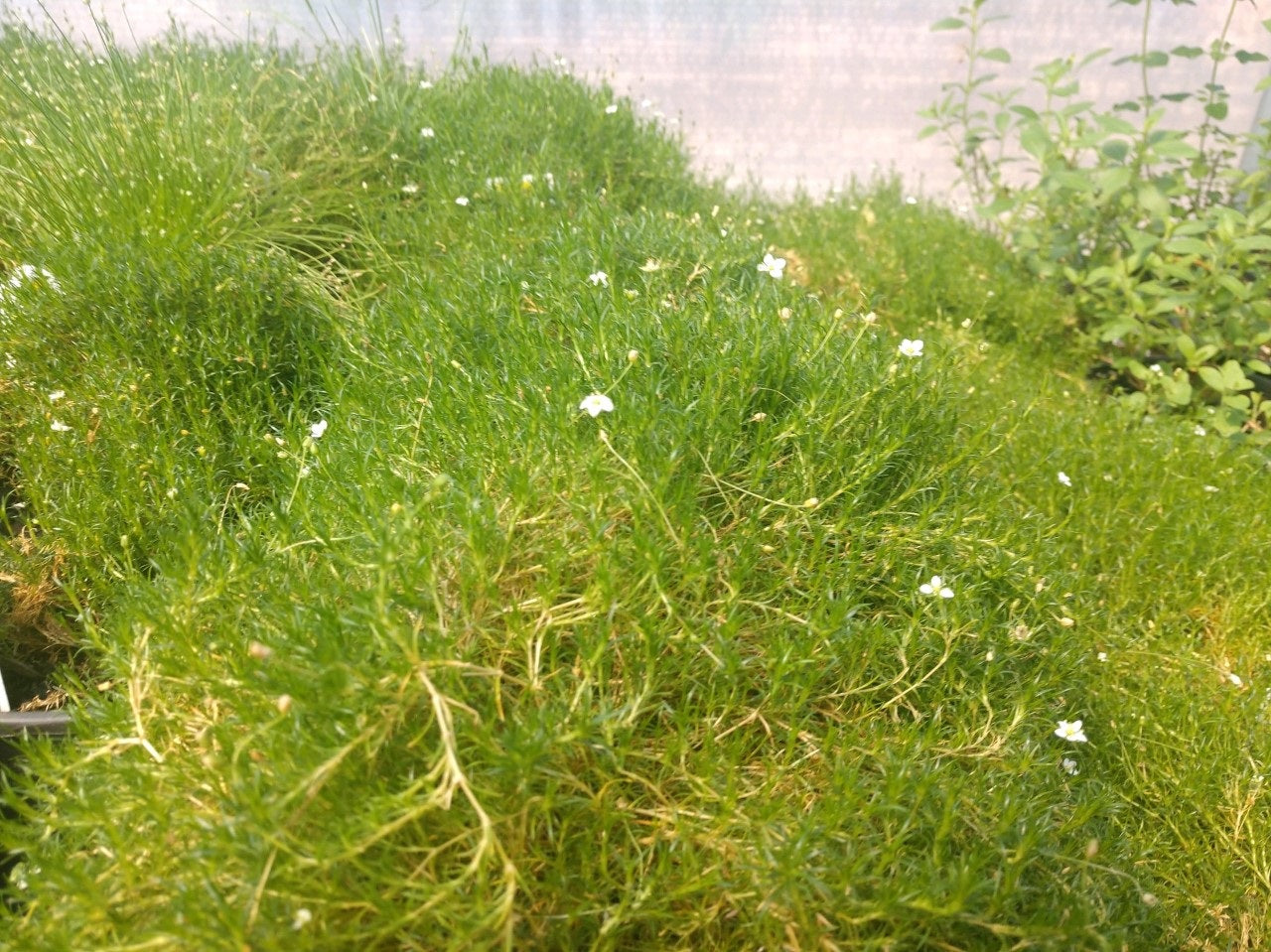 planted seed sea moss Sagina Seeds 250 thru 10,000 Irish Moss Seeds