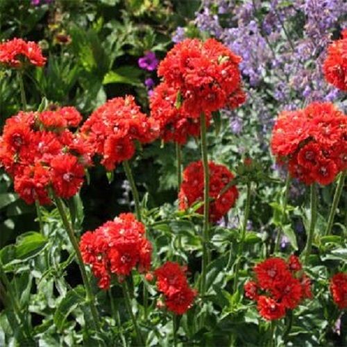 500 Lychnis Seeds Chalcedonica Jerusalem Cross Flower Seeds