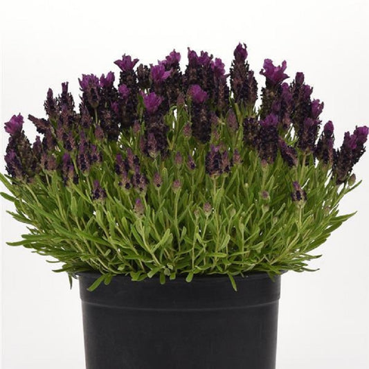 Spanish Lavender 50 Seeds Lavandula Bandera Deep Purple