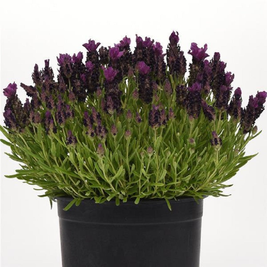 Lavandula Seeds 15 thru 500 Bulk Seeds Lavender Bandera Deep Purple Spanish  Lavender Seeds