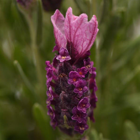 Lavandula Seeds 25 Lavender Bandera Deep Rose Spanish Lavender Seeds