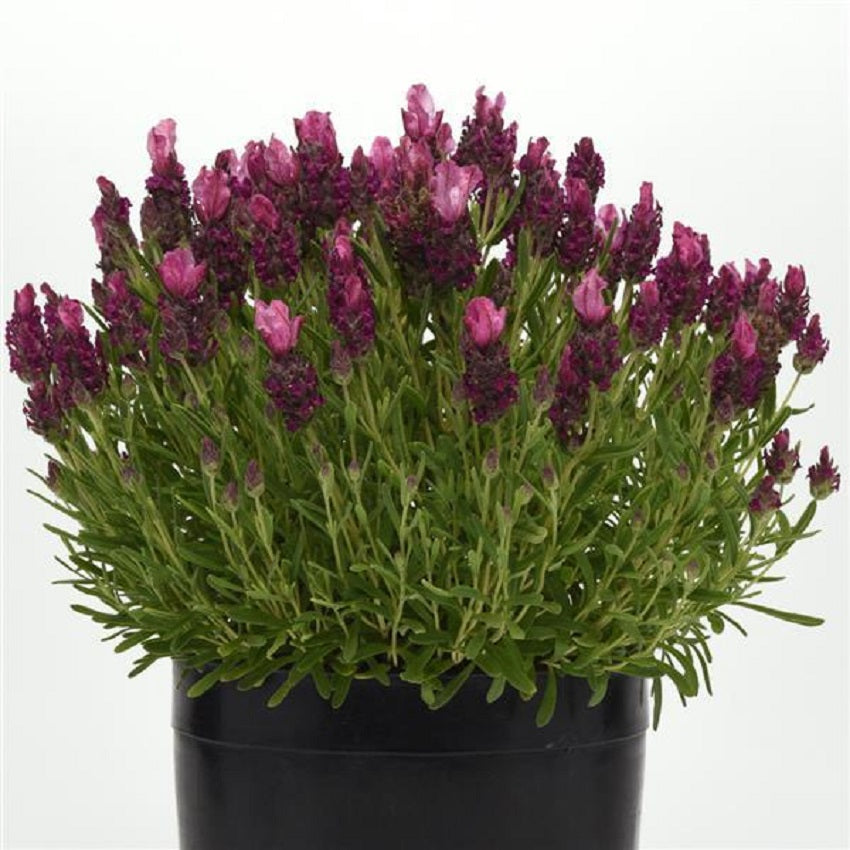 Spanish Lavender 50 Seeds Lavandula Bandera Deep Rose