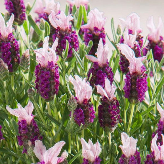 buy pink lavender plants Spanish Lavender | 50 Lavandula Seeds