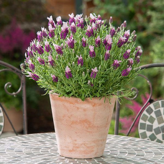 lavender plant pink Spanish Lavender | 50 Lavandula Seeds