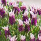 Spanish Lavender 50 Seeds Lavandula Bandera Pink