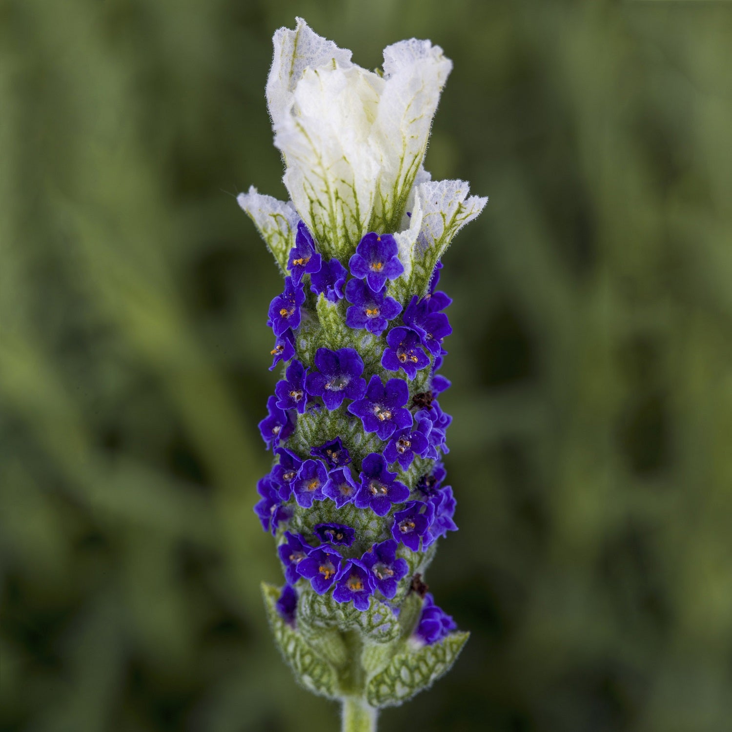 best lavender plant to buy Perennial Flower Seeds: Planting Bliss With the Best Lavender Seeds – trailingpetunia.com