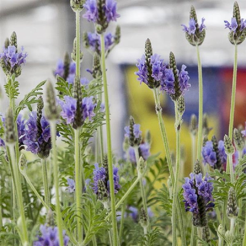 english lavender plants near me English Lavender | 50 Lavandula Seeds