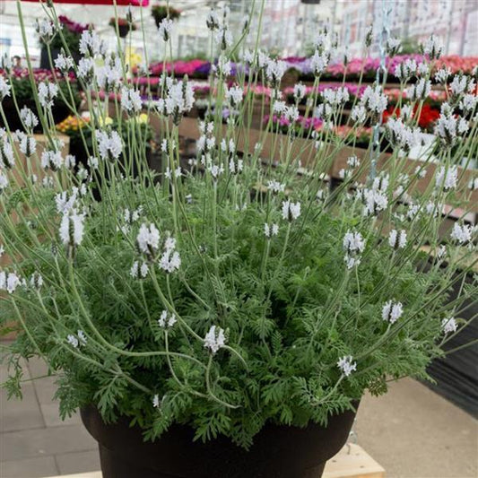 Lavandula Seeds English Lavender 50 Lavandula Torch Minty ice