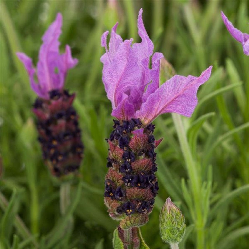 spanish lavender seeds Spanish Lavender Seeds 25 Lavandula Violeta Purple XL