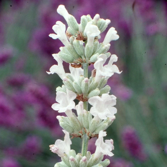 snow lavender plant Lavender Seeds Ellagance Snow White Lavandula Seeds 25 thru 1,000 Seed –  trailingpetunia.com