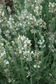 Lavender Seeds Ellagance Snow White Lavandula Seeds 25 thru 1,000 Seeds