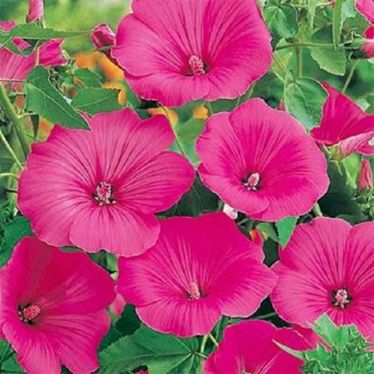 Lavatera Seeds Rose Mallow Seeds 25 thru 500 Flower Seeds