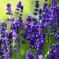Lavandula Seeds Lavender Seeds Ellagance Purple 100 Seeds