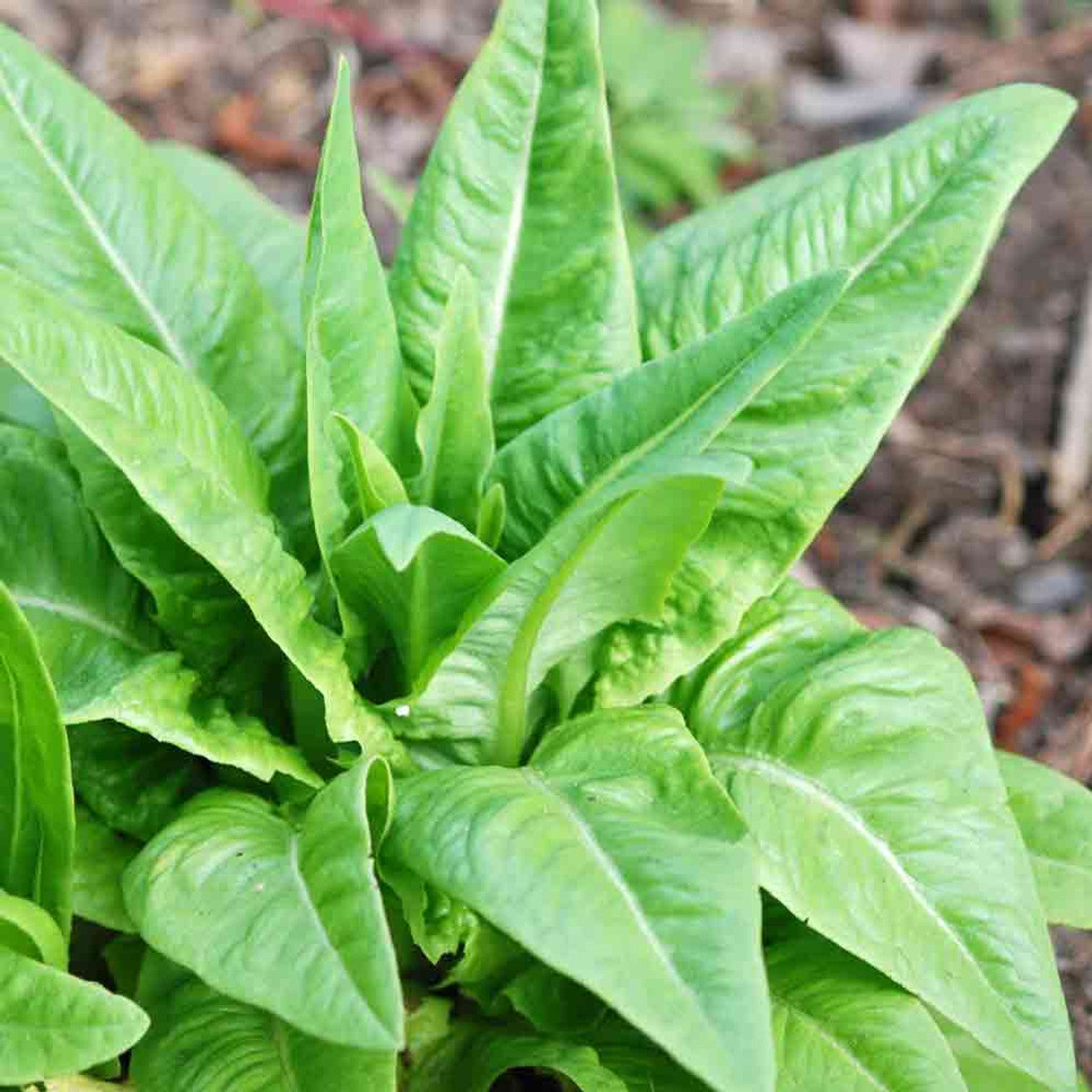 Lettuce Seeds Amish Deer Tongue 250 thru 5,000 Seeds