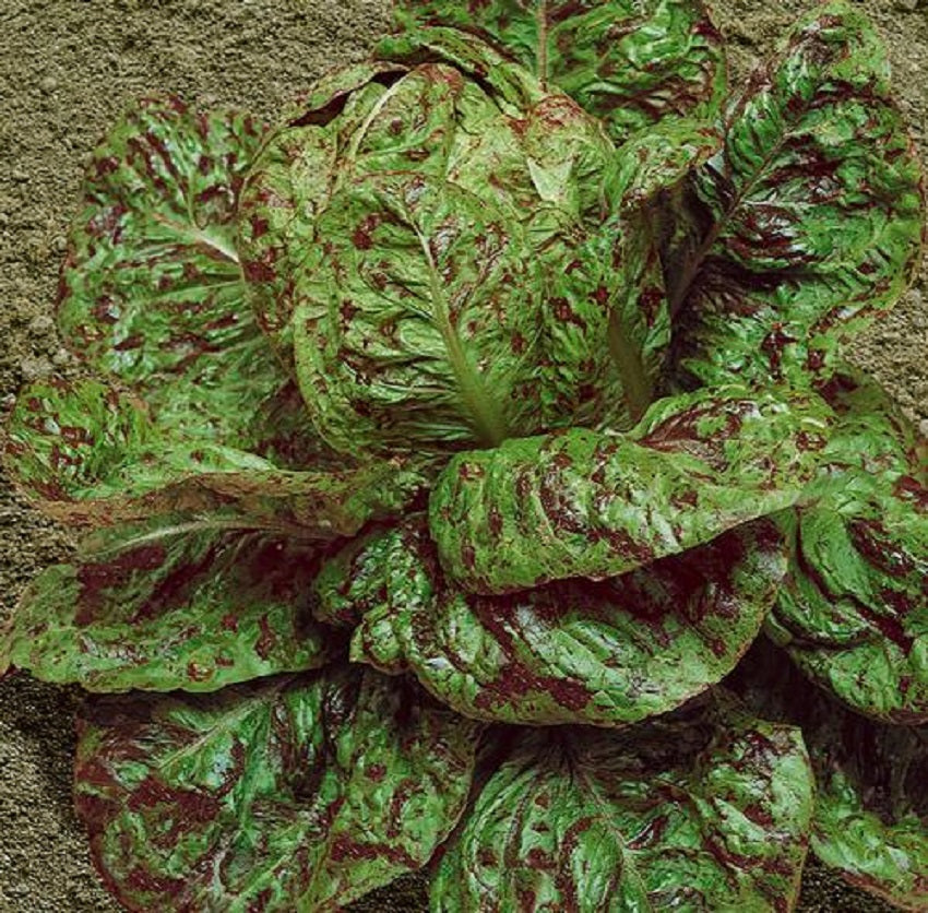 Speckles Lettuce Seeds 1,000 Seeds Butterhead Lettuce