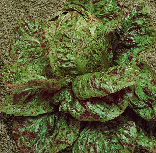 Speckles Lettuce Seeds 1,000 Seeds Butterhead Lettuce
