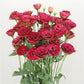 Cut Flower Seeds Lisianthus Seeds A Rosa 3 Red 25 Pelleted Seeds