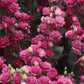 Lisianthus Seeds Doublini Rose Pink 25 Pelleted Seeds Cut Flower Seeds
