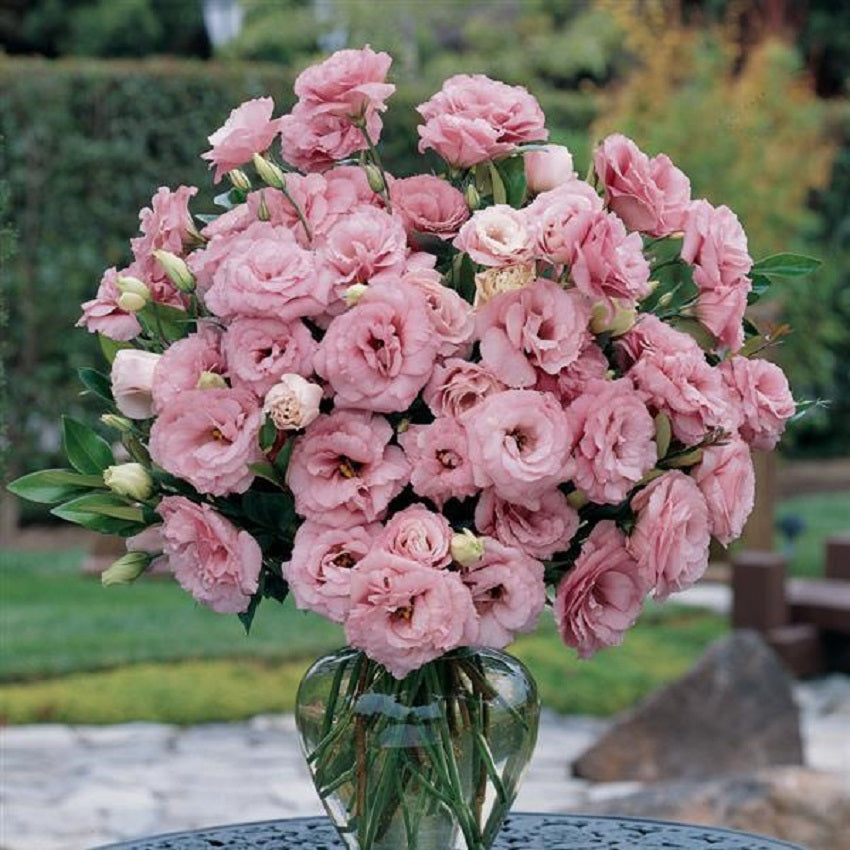 thornless roses lisianthus seeds Lisianthus Seeds | 25 Seeds Lisianthus Abc Rose