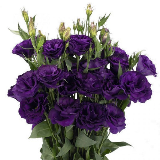 Lisianthus Seeds Advantage Purple 25 Pelleted Seeds Flower Seeds