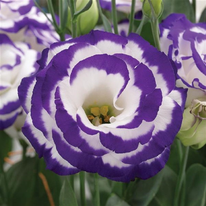 Cut Flower Seeds Lisianthus Seeds Arena 3 Blue Picotee 25 Pelleted Seeds