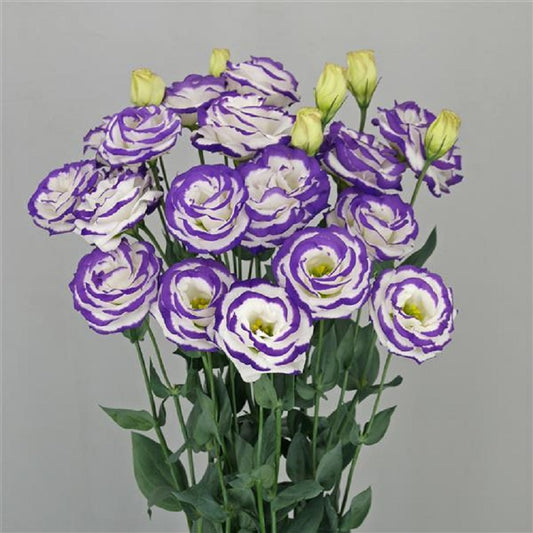 Cut Flower Seeds Lisianthus Seeds A Rosa 3 Blue Picotee 25 Pelleted Seeds