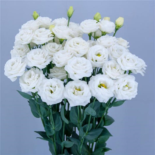 Cut Flower Seeds Lisianthus Seeds A Rosa 3 Fairy 25 Pelleted Seeds