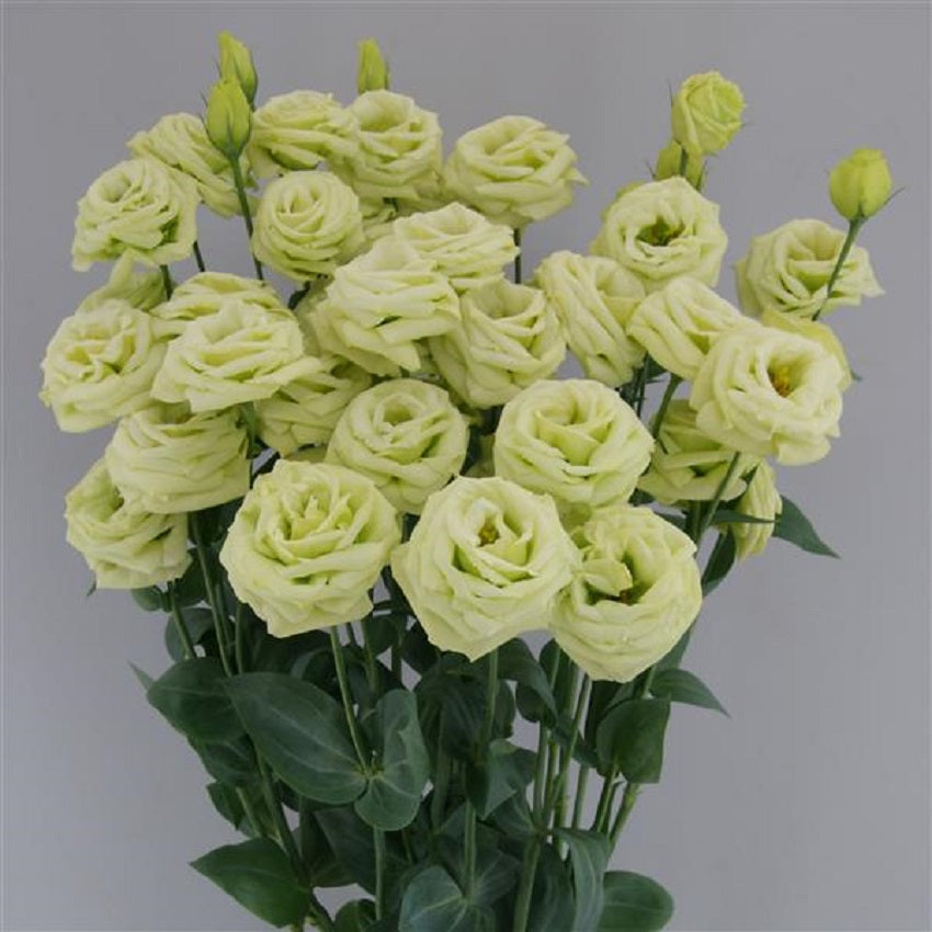 Cut Flower Seeds Lisianthus Seeds A Rosa 3 Green 25 Pelleted Seeds