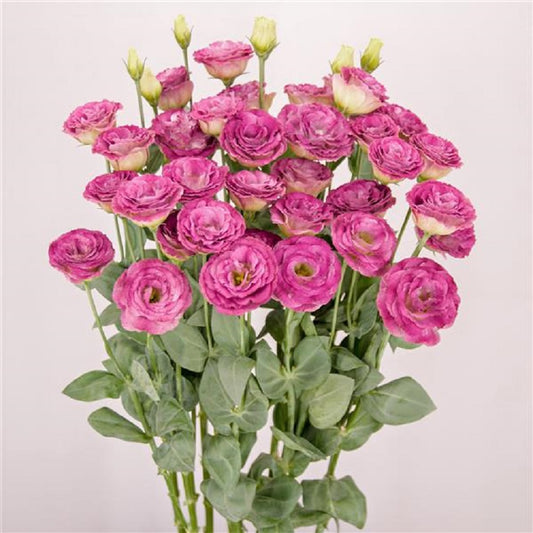 Cut Flower Seeds Lisianthus Seeds A Rosa 3 Wine Flash 25 Pelleted Seeds