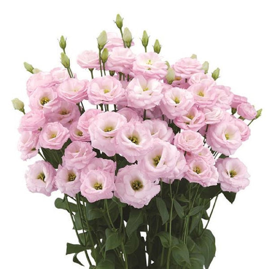 Cut Flower Seeds Lisianthus Seeds A Rosa 3 Pink 25 Pelleted Seeds