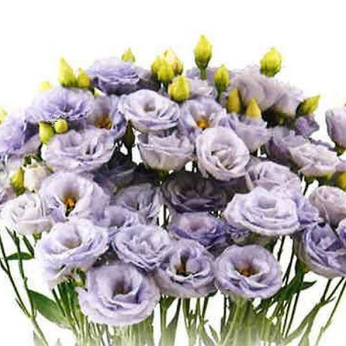 Cut Flower Seeds Lisianthus Seeds Arosa Silver Lavender 25 Pelleted Seeds