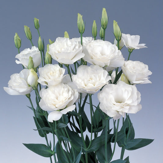 Lisianthus Seeds Borealis White 25 Pelleted Seeds Flower Seeds