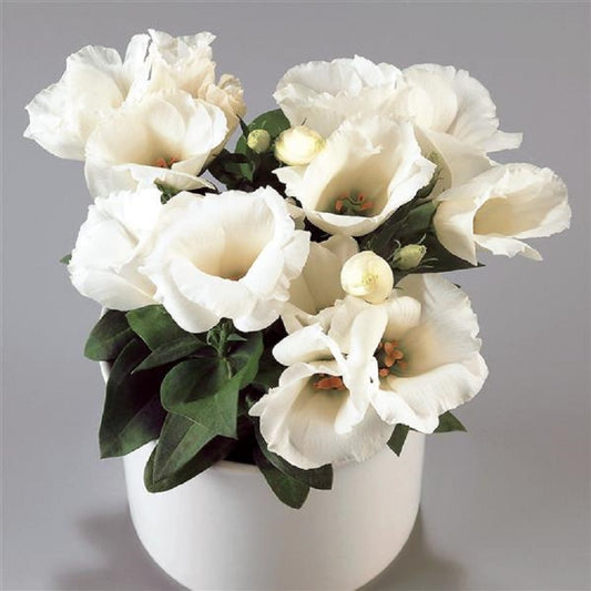 Dwarf Lisianthus Seeds Carmen Ivory 25 Pelleted Seeds