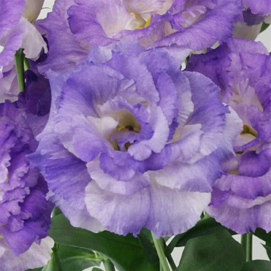 Cut Flower Seeds Lisianthus Seeds Celeb 2 Blue Flash 25 Pelleted Seeds