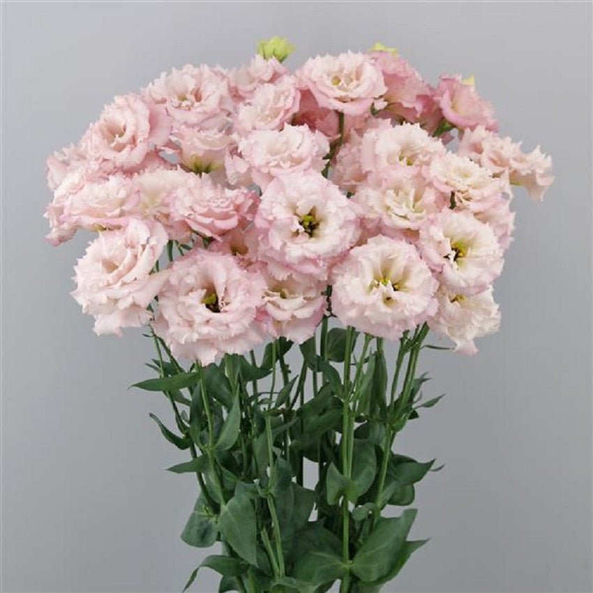 Cut Flower Seeds Lisianthus Seeds Celeb 2 Cosmetic 25 Pelleted Seeds