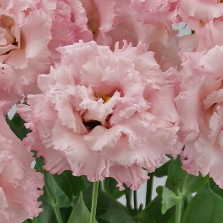 Cut Flower Seeds Lisianthus Seeds Celeb 2 Extra Pink 25 Pelleted Seeds
