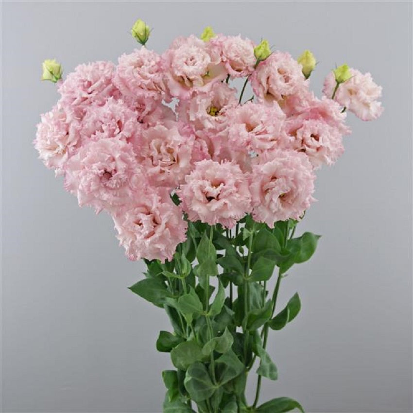 Cut Flower Seeds Lisianthus Seeds Celeb 2 Extra Pink 25 Pelleted Seeds