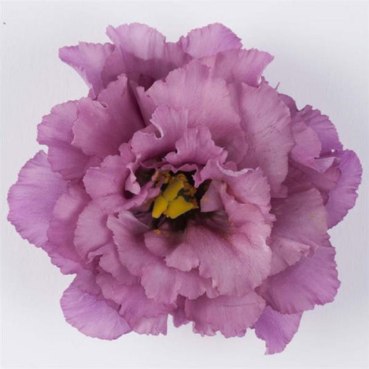 Cut Flower Seeds Lisianthus Seeds Celeb 2 Grape 25 Pelleted Seeds