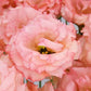 Cut Flower Seeds Lisianthus Seeds Celeb 2 Honey Pink 25 Pelleted Seeds